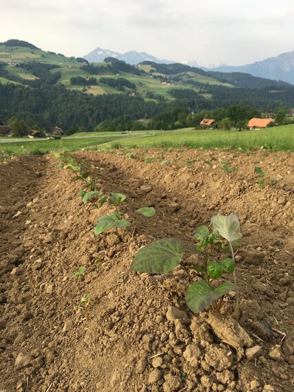 Süsskartoffeln im Bach